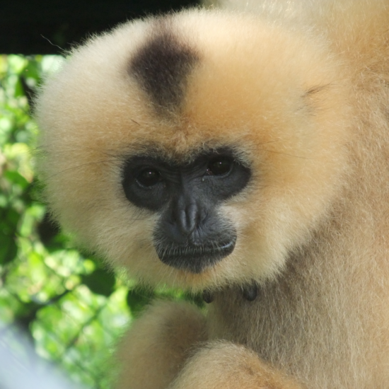 Sponsor a Gibbon - School Sponsorship