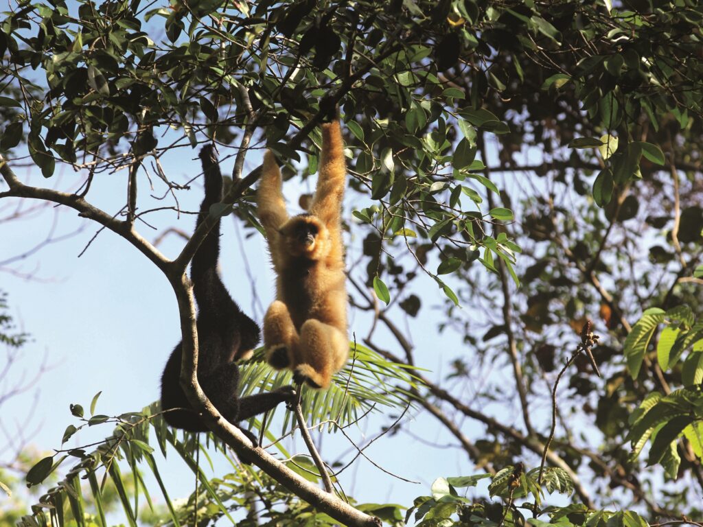 The release of six gibbons in 2019