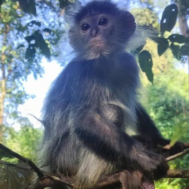 langur adoption photo